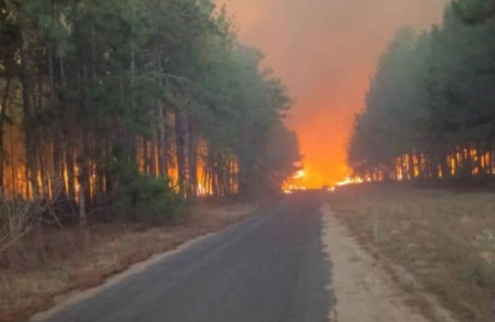 Incendio afecta bosque de Uverito, propiedad de Maderas del Orinoco