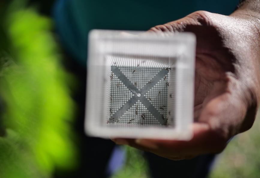Epidemia de dengue