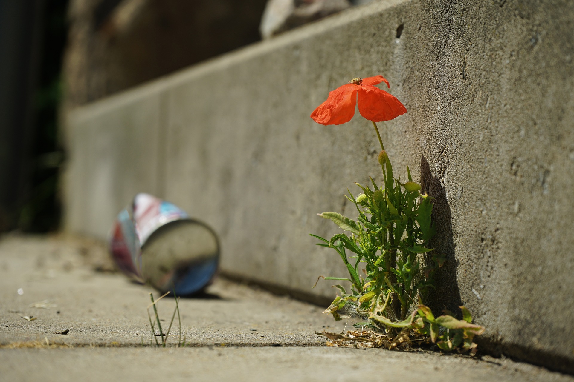 Flores en el asfalto