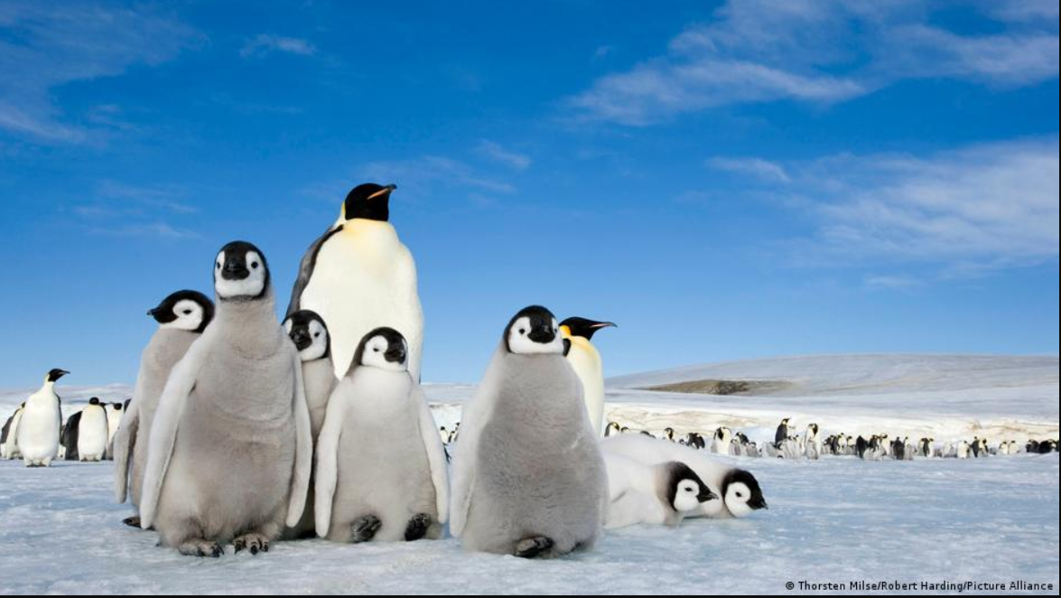 pinguinos