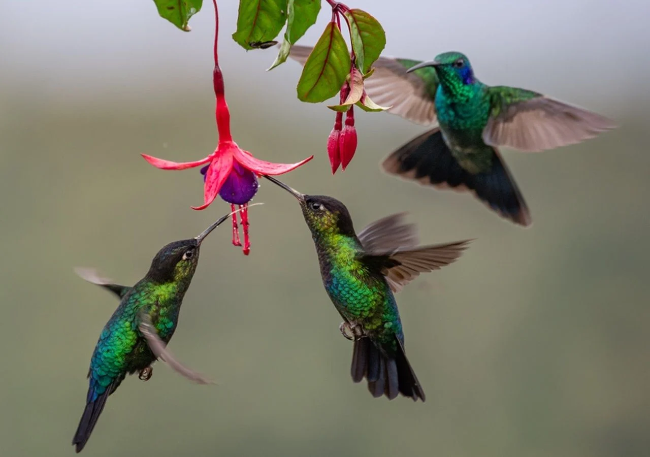 Azúcar sin límites: los secretos del metabolismo de los colibríes