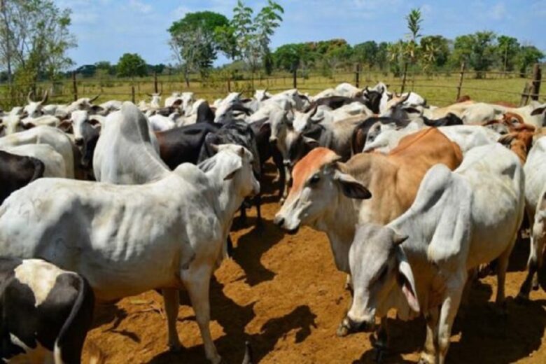 El drama de las invasiones de fincas: caso Guanarito