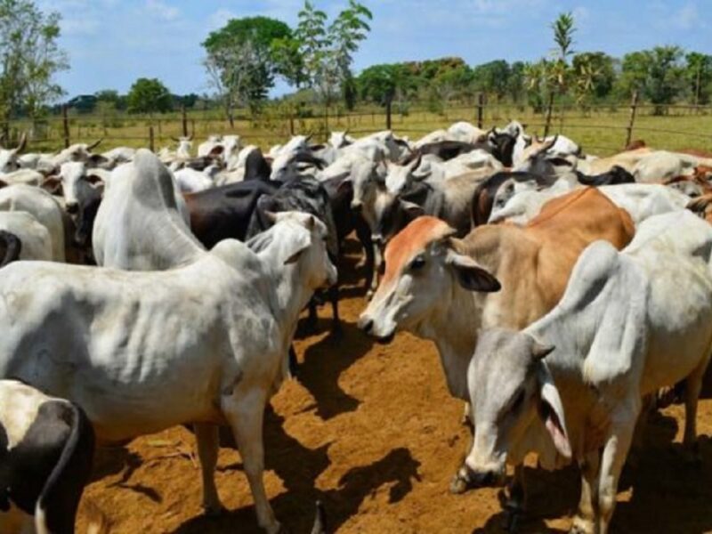 El drama de las invasiones de fincas: caso Guanarito